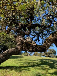 Twisted Oak Tree by Donald MacLean