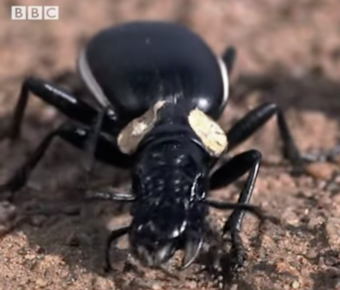 Bombadier Beetle - BBC