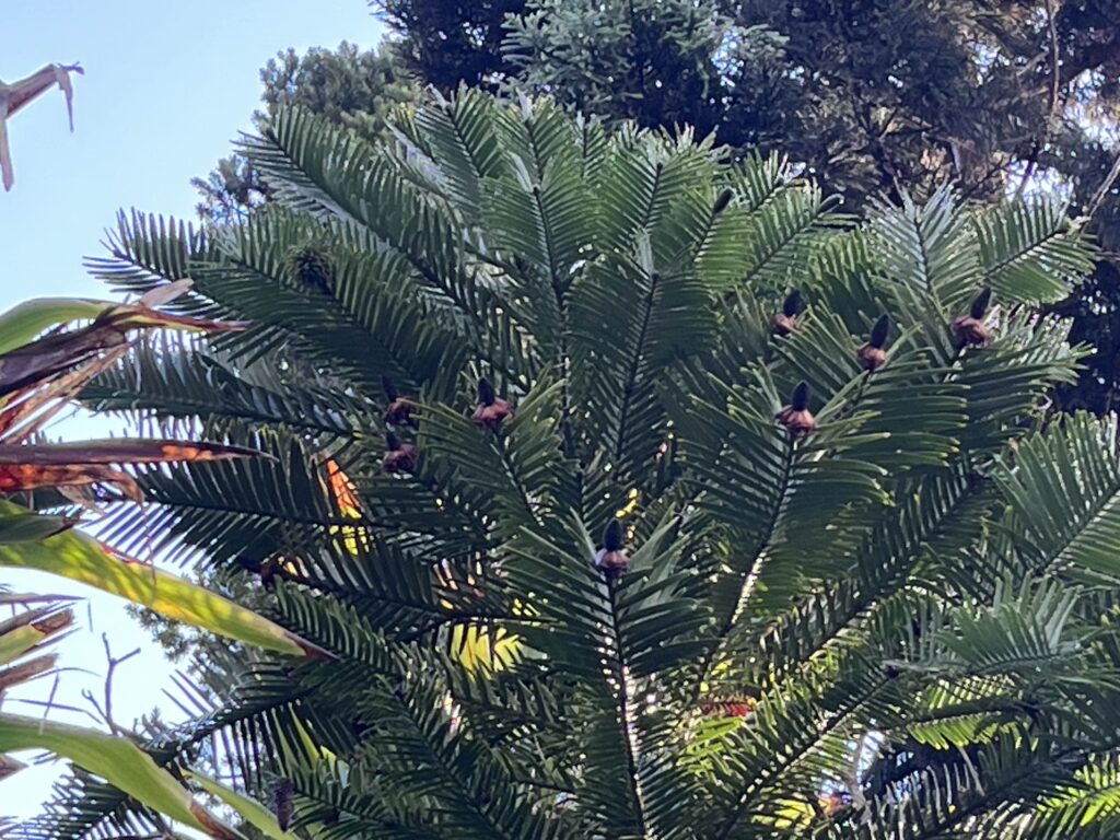 Wollemi Pine - UC Botanical Garden